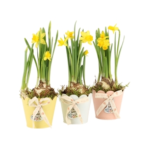 70857: Easter arrangement