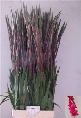 <h4>Glad Gr Fairyta Pink</h4>
