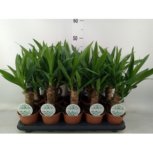 Yucca   ...