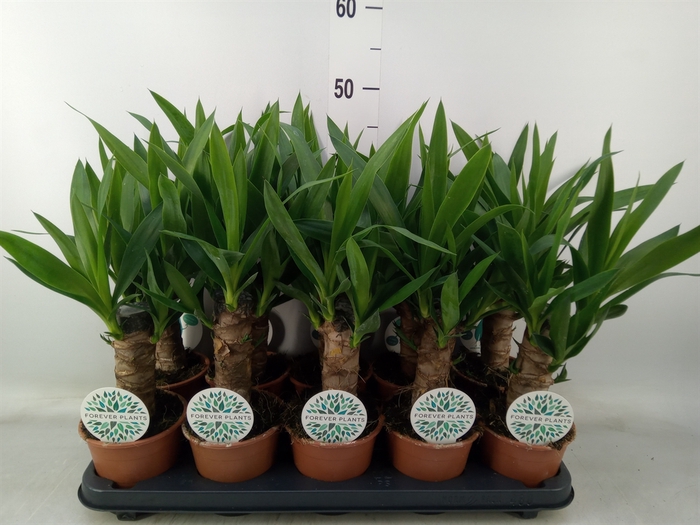 <h4>Yucca   ...</h4>