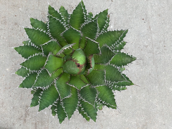 <h4>AGAV POTATORUM</h4>