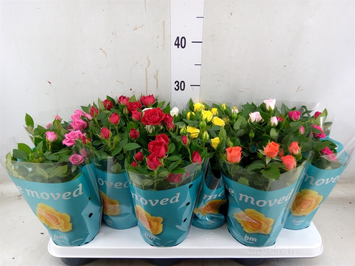 <h4>Rosa  'Beau Monde'   ...mix 7</h4>