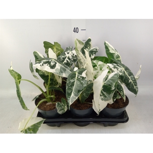 Alocasia   ...