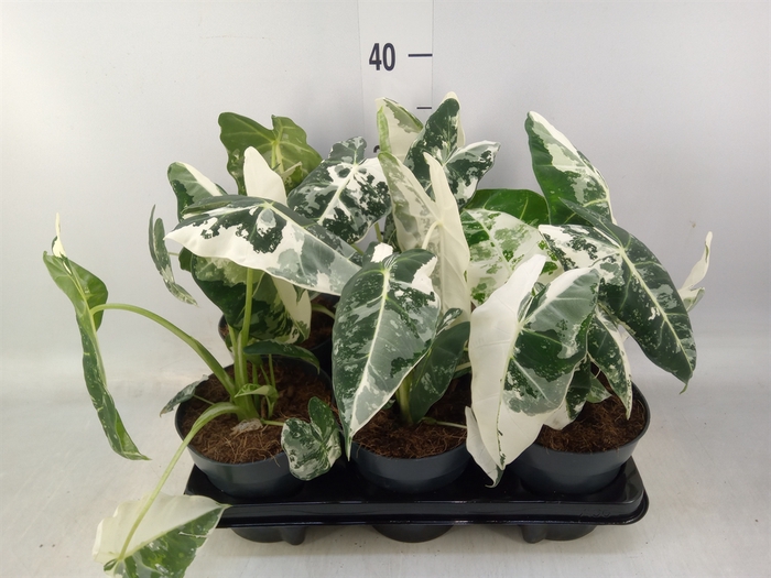 <h4>Alocasia   ...</h4>