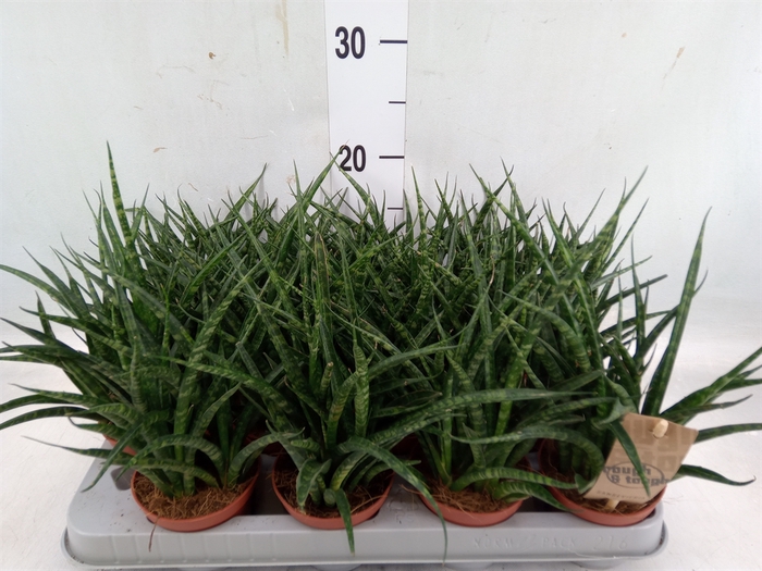 <h4>Sansevieria  'Fernwood'</h4>