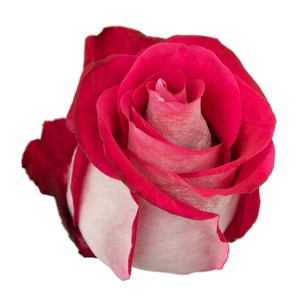 ROSA BLUEZ+