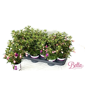 FUCHSIA B F MARISKA