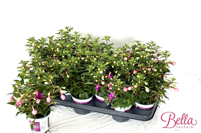 <h4>FUCHSIA B F MARISKA</h4>