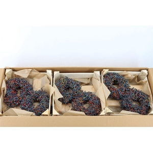 Wr Sierfruit Ampelopsis 20cm