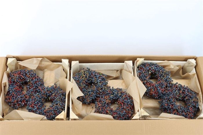 <h4>Wr Sierfruit Ampelopsis 20cm</h4>