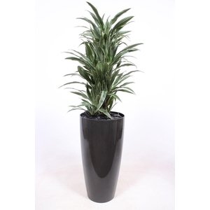 Dracaena Warneckie in Santorini pot 