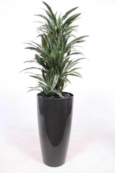 <h4>Dracaena Warneckie in Santorini pot "antraciet"</h4>