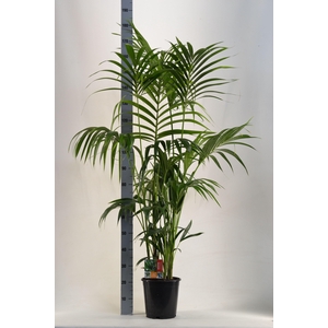 KENTIA - P24 H180 - 6PP (Howea forsteriana)
