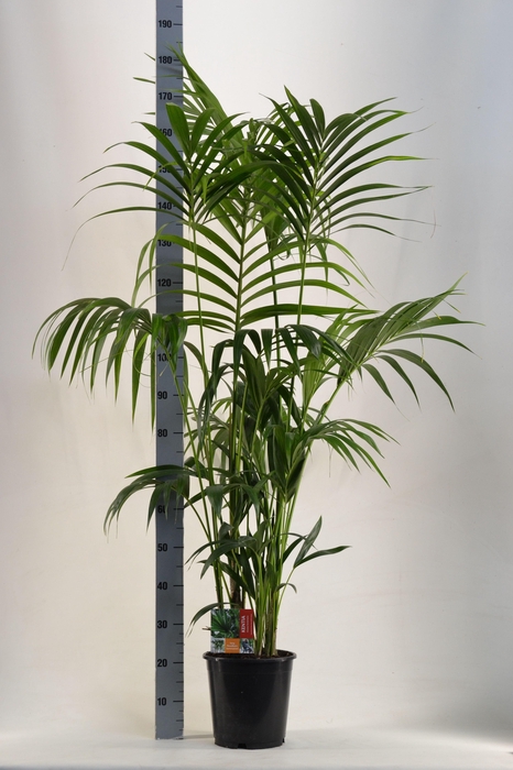 <h4>KENTIA - P24 H180 - 6PP (Howea forsteriana)</h4>