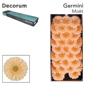 Germini Moet Doos