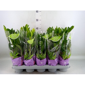 Zamioculcas zamiifolia