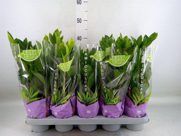 <h4>Zamioculcas zamiifolia</h4>