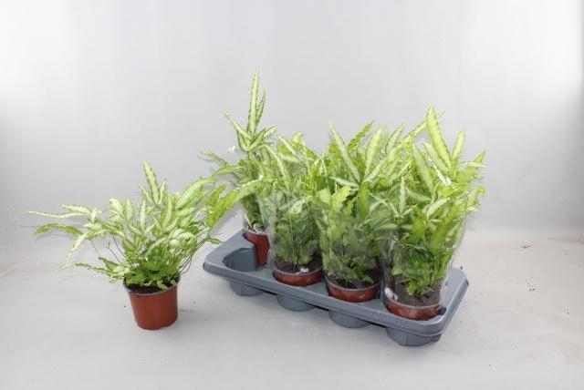 <h4>PTERIS ALBOLINEATA</h4>