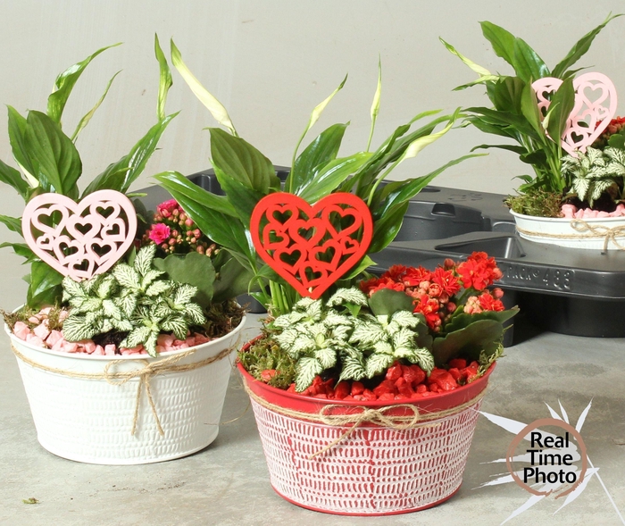 <h4>ARR KAMERPL</h4>