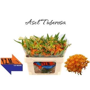 ASCL TUBEROSA
