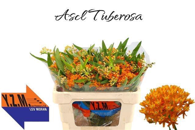 <h4>ASCL TUBEROSA</h4>