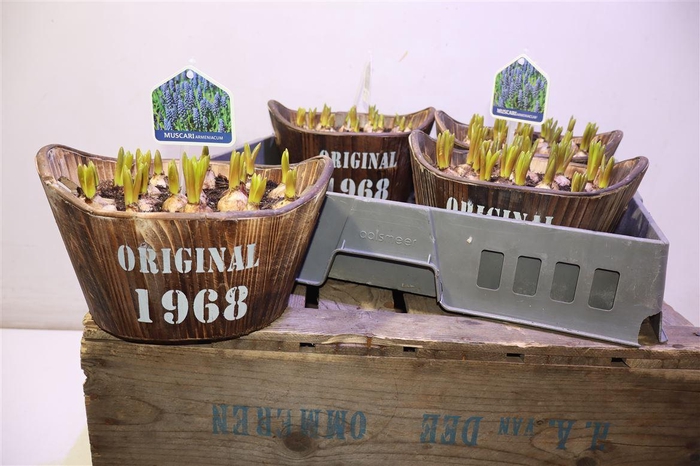 <h4>Arr Muscari In Houten Tobbe</h4>