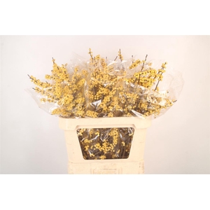 Ilex Verticilata Citronella Yellow