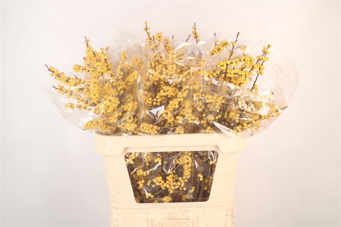 <h4>Ilex Verticilata Citronella Yellow</h4>