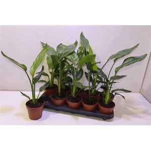 arr8 Strelitzia Reginae