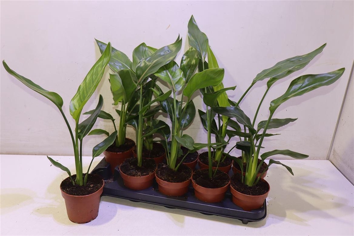 <h4>arr8 Strelitzia Reginae</h4>