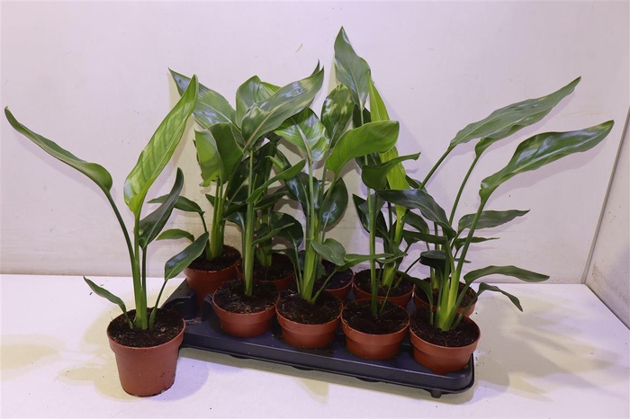 <h4>Strelitzia Reginae</h4>