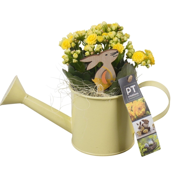 <h4>6427 GELE GIETER IND</h4>