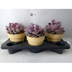 Echeveria  'Perle von Nurnberg'