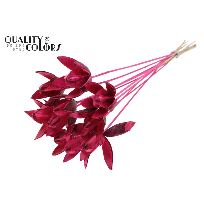 <h4>Wild Lilly on stem Cerise</h4>