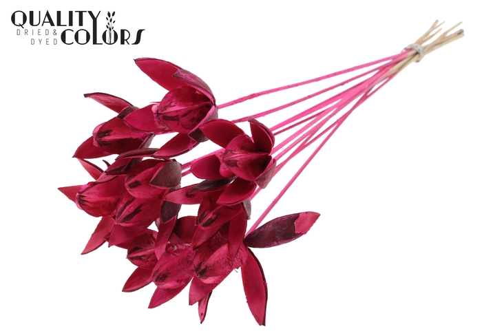 Wild Lilly on stem Cerise