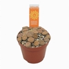 arr8 Lithops