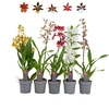 Orchideeen