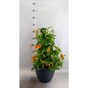 Thunbergia  'Suzie Orange wEye'