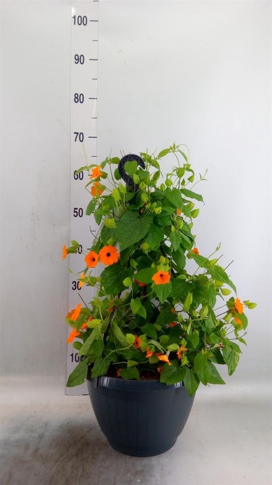 <h4>Thunbergia  'Suzie Orange wEye'</h4>