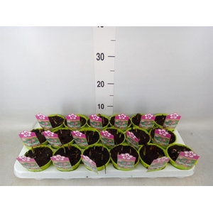 Fritillaria meleagris