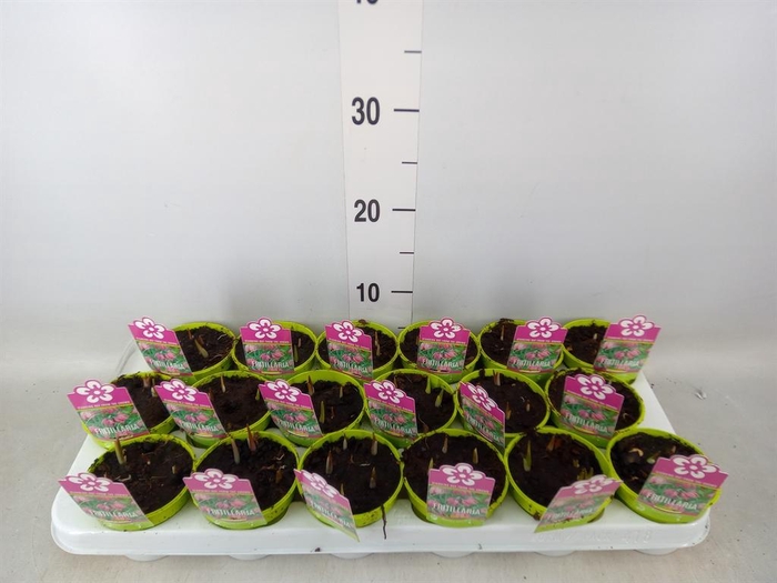 <h4>Fritillaria meleagris</h4>