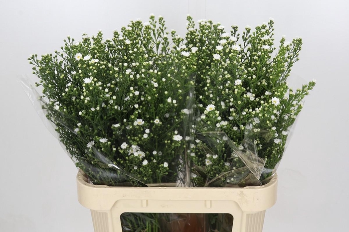 <h4>Aster Paquita</h4>