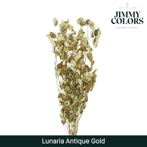 Lunaria gebleekt Antiek goud