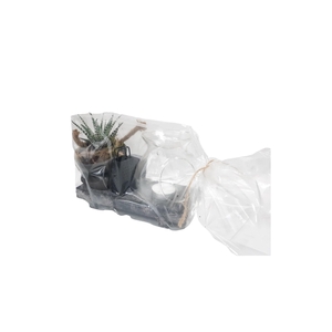 Arr.   Kamerplant Groen H%