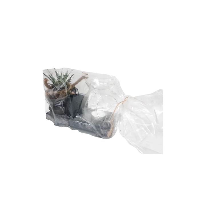 <h4>Arr.   Kamerplant Groen H%</h4>