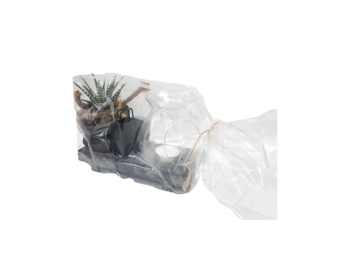 <h4>Arr.   Kamerplant Groen H%</h4>