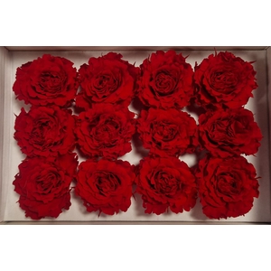 Ro Pres.. Rom Red Light (4cm)