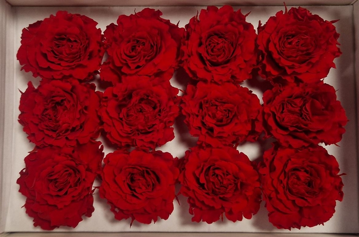 <h4>Ro Pres Rom Mini Red Light</h4>