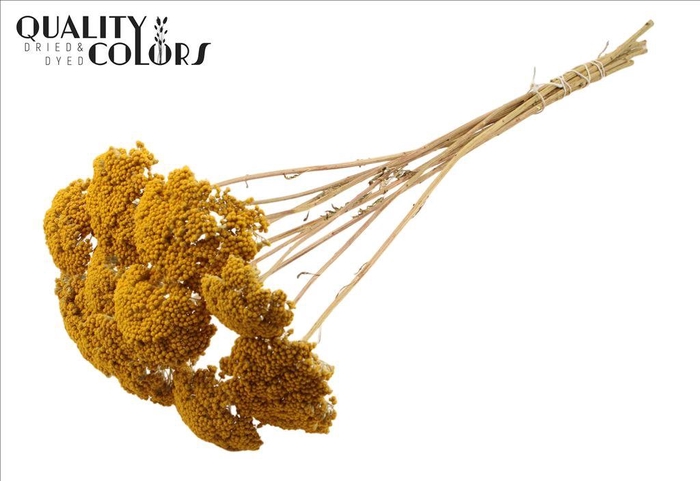 <h4>Dried achillea parker yellow</h4>