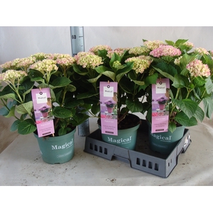 Hydrangea mac. 'Magical Amethyst'